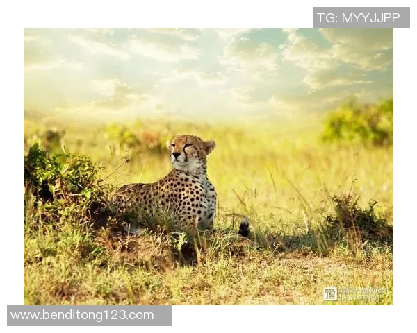 熊猫体育比赛策略生成探索与实践：提升团队协作与竞技表现的有效方法